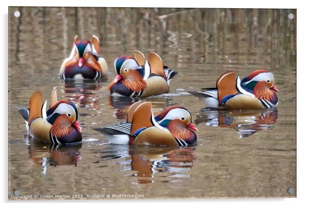 Mandarin Ducks Acrylic by Simon Marlow