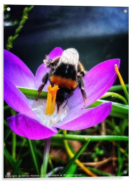Buzzy Bee Collecting Nectar Acrylic by Simon Marlow