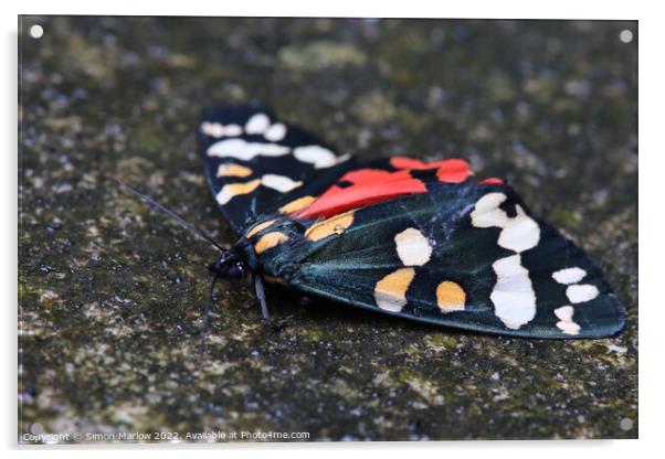 Scarlet Tiger Moth Acrylic by Simon Marlow