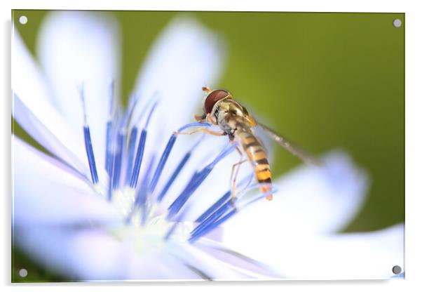 Hoverfly on a summer wild flower Acrylic by Simon Marlow