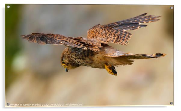 Majestic Kestrel Hovering Acrylic by Simon Marlow