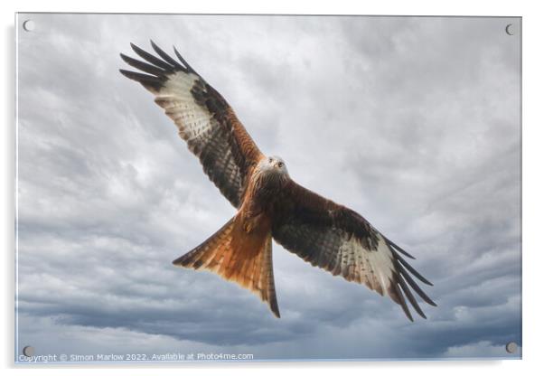 Red Kite looking straight at you Acrylic by Simon Marlow