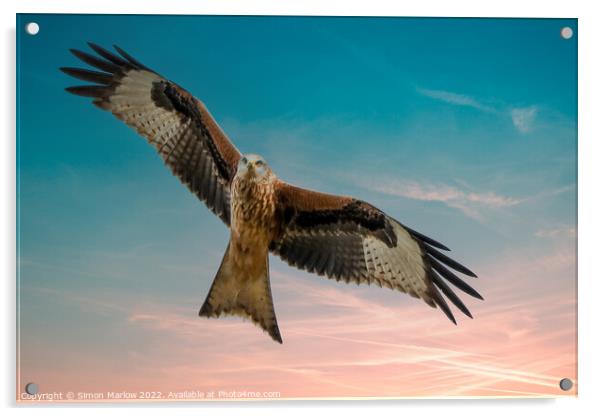 Majestic Red Kite in South Shropshire Acrylic by Simon Marlow