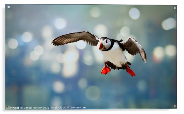 Atlantic Puffin coming into land Acrylic by Simon Marlow