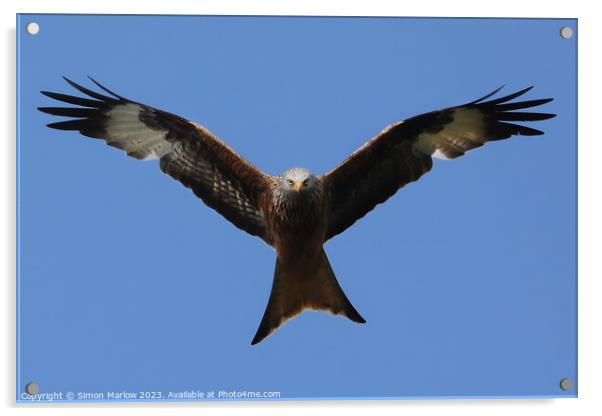 Red Kite in flight Acrylic by Simon Marlow