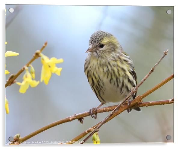 Young Siskin perched on a branch  Acrylic by Simon Marlow
