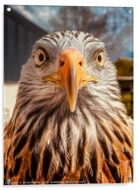 A very closeup portrait of a Red Kite Acrylic by Simon Marlow