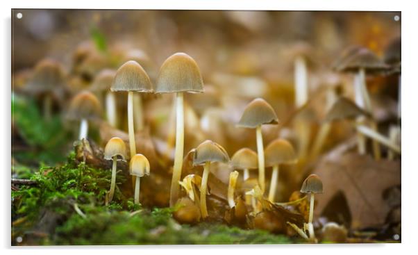 Fungi  Acrylic by Simon Marlow