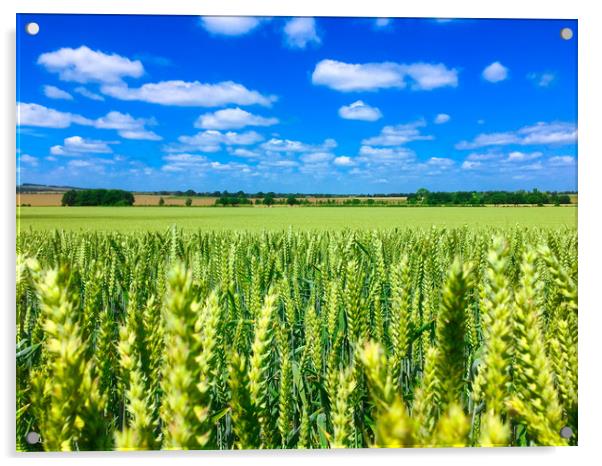 Summer landscape across fields at Blewbury in Oxfo Acrylic by Simon Marlow