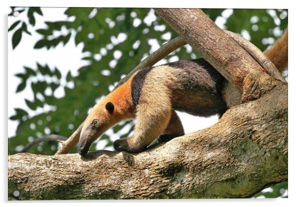 Wild Anteater on a tree in Costa Rica Acrylic by Simon Marlow