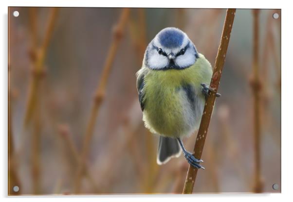 Enchanting Blue Tit Acrylic by Simon Marlow