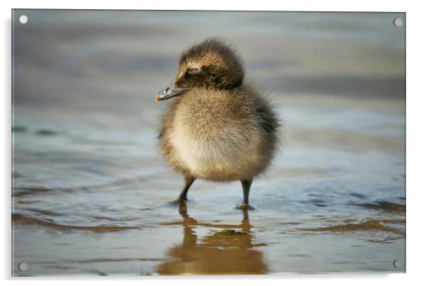 Adorable Eider Duckling on the Shoreline Acrylic by Simon Marlow