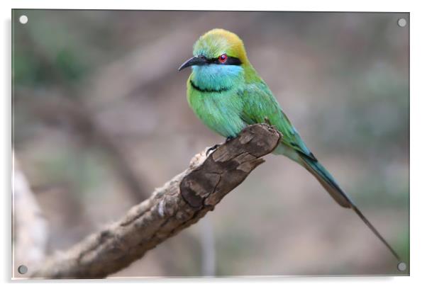 Vibrant Green Bee Eater in Exotic Yala Acrylic by Simon Marlow