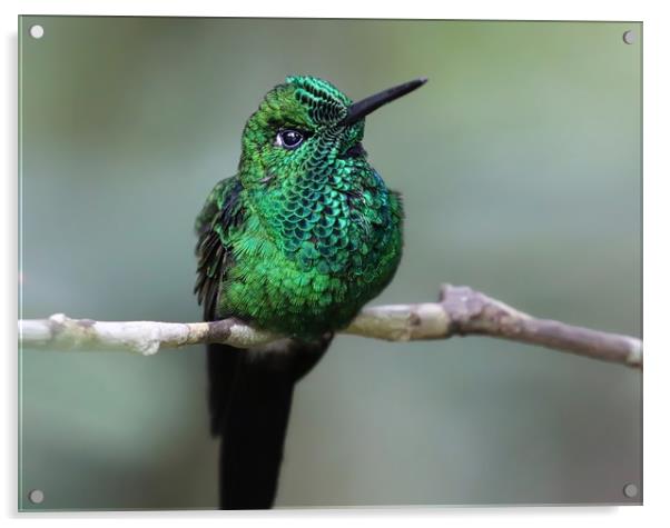 Graceful Green Hummingbird Acrylic by Simon Marlow
