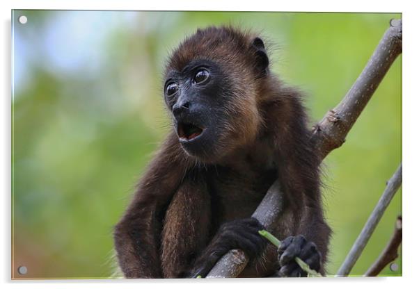 Baby Howler Monkey in a tree in Costa Rica Acrylic by Simon Marlow