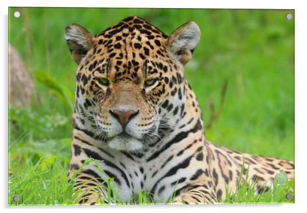 Portrait of a Leopard Acrylic by Simon Marlow