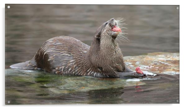 Playful Otter in the Bay Acrylic by Simon Marlow