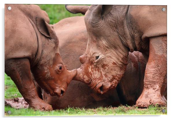 Majestic Rhinos in the Wild Acrylic by Simon Marlow