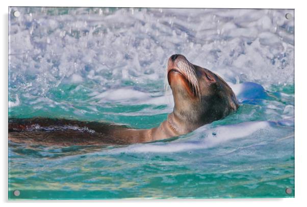 Sea Lion swimming on it's back in the water Acrylic by Simon Marlow