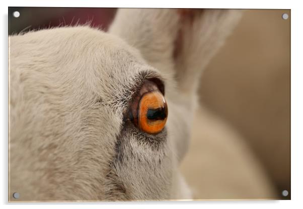The Soulful Eye of a Majestic Sheep Acrylic by Simon Marlow