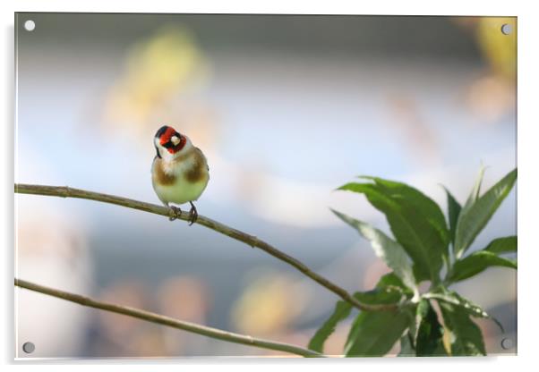 Captivating Goldfinch Perched on Branch Acrylic by Simon Marlow