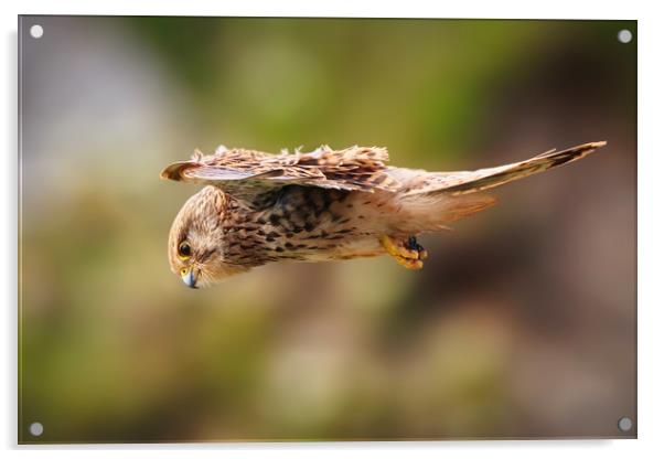 Majestic Kestrel Hunting Prey Acrylic by Simon Marlow