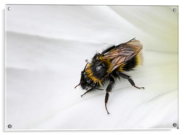closeup of a Bee on a white flower Acrylic by Simon Marlow