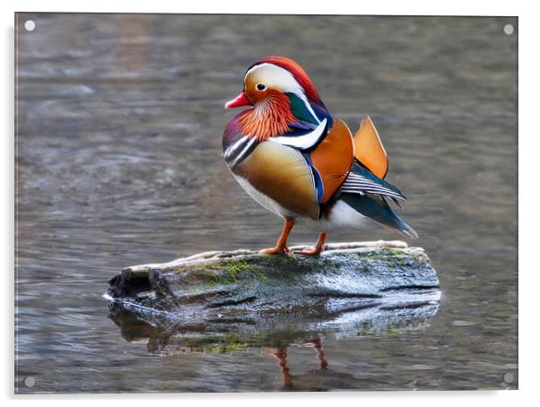 Majestic Mandarin Duck Acrylic by Simon Marlow