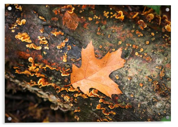 Majestic Autumn Colours Acrylic by Simon Marlow
