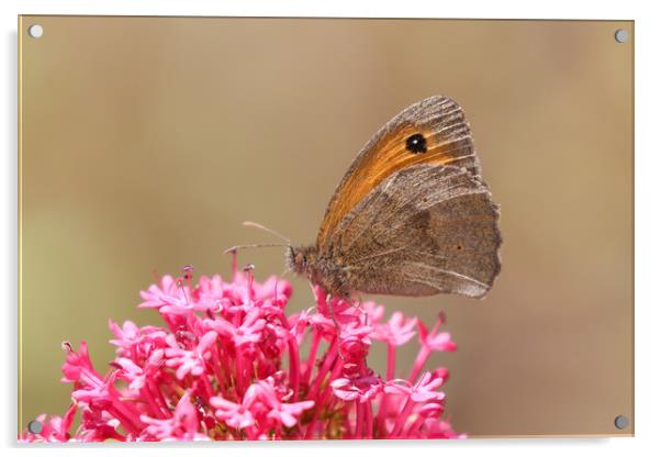 Beautiful nature, the Gatekeeper Butterfly Acrylic by Simon Marlow