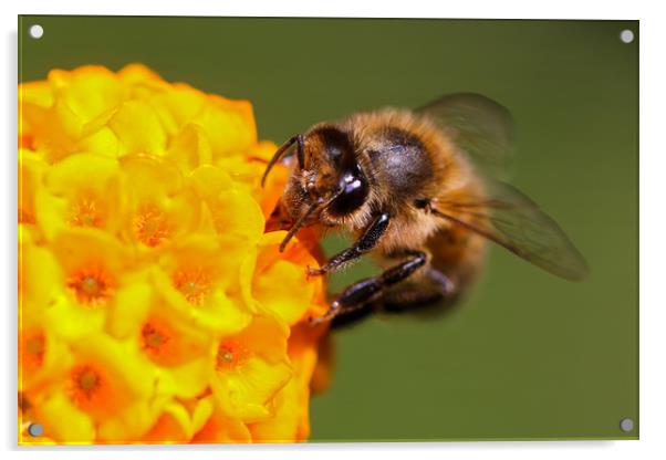 Bee on a vibrant yellow flower Acrylic by Simon Marlow