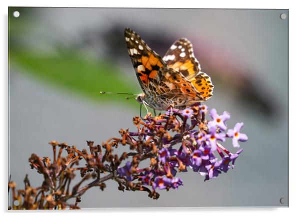 The Vibrant Beauty of the Painted Lady Butterfly Acrylic by Simon Marlow
