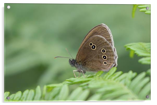 Graceful Meadow Brown Butterfly Acrylic by Simon Marlow