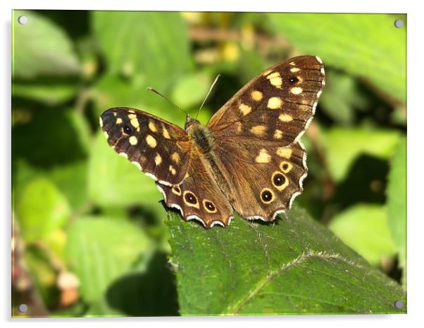 Speckled Wood Butterfly Acrylic by Simon Marlow