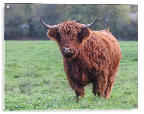 Majestic and Wild Highland Cow Acrylic by Simon Marlow