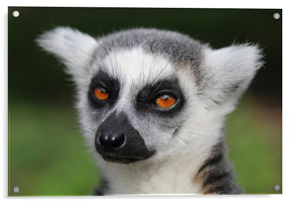 Majestic RingTailed Lemur Acrylic by Simon Marlow