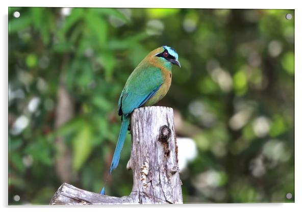 Blue Crowned MotMot of Costa Rica Acrylic by Simon Marlow