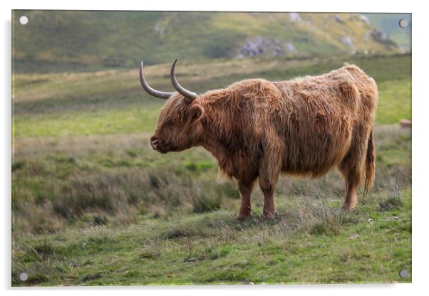 Highland Cow in the Black Mountains, Wales Acrylic by Simon Marlow