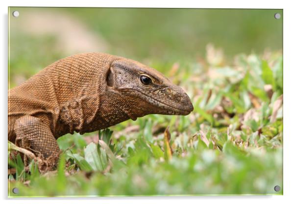 Majestic Monitor Lizard in Sri Lanka Acrylic by Simon Marlow