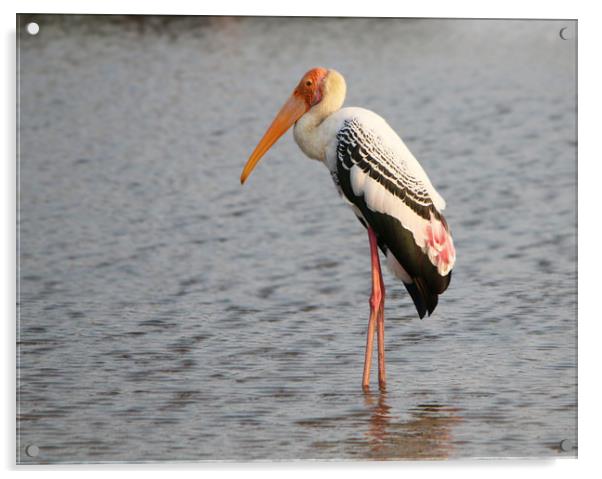 Painted Stork, Yala National Park, Sri Lanka Acrylic by Simon Marlow