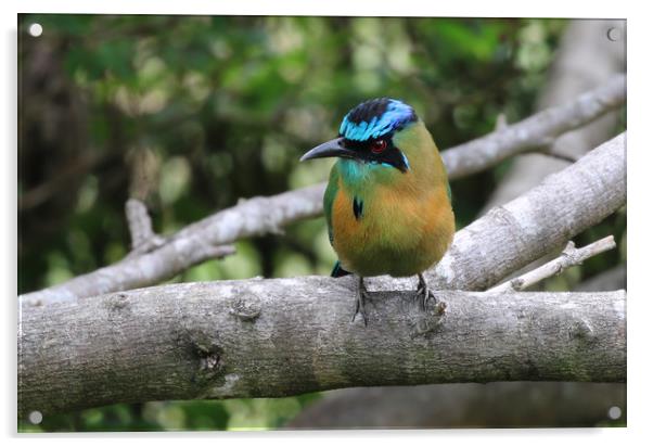 Majestic Blue Jewel of Monteverde Acrylic by Simon Marlow