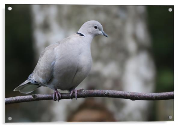 Collared Dove on a branch Acrylic by Simon Marlow
