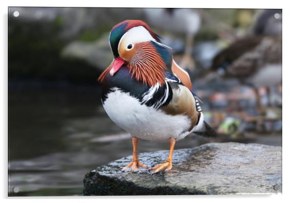 The beautiful colours of the male Mandarin Duck Acrylic by Simon Marlow
