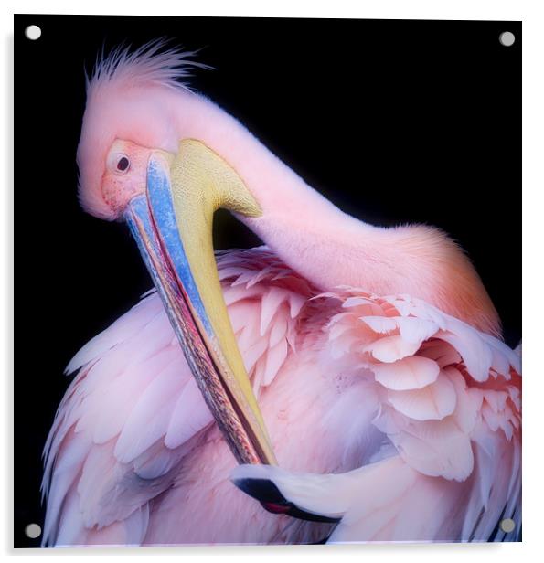 Pink Backed Pelican preening itself Acrylic by Simon Marlow