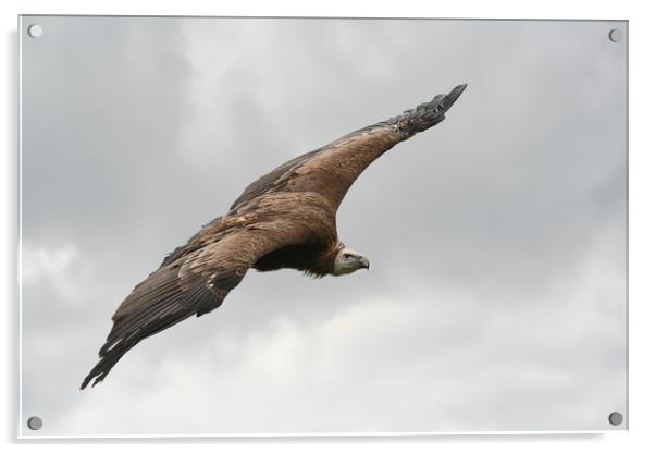 Large Griffin Vulture in flight Acrylic by Simon Marlow