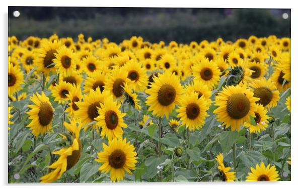 Beautiful display of summer sunflowers Acrylic by Simon Marlow
