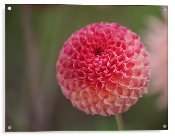 Vibrant Beauty of Dahlia Flower Acrylic by Simon Marlow
