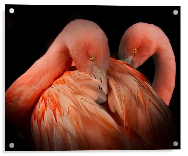 A pair of Flamingos against a dark background Acrylic by Simon Marlow