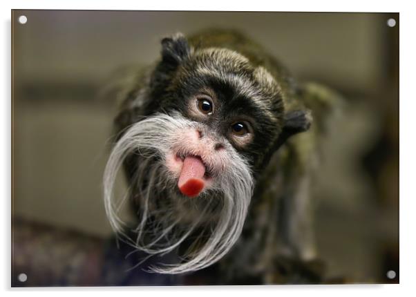 Playful Emperor Tamarin Monkey Acrylic by Simon Marlow