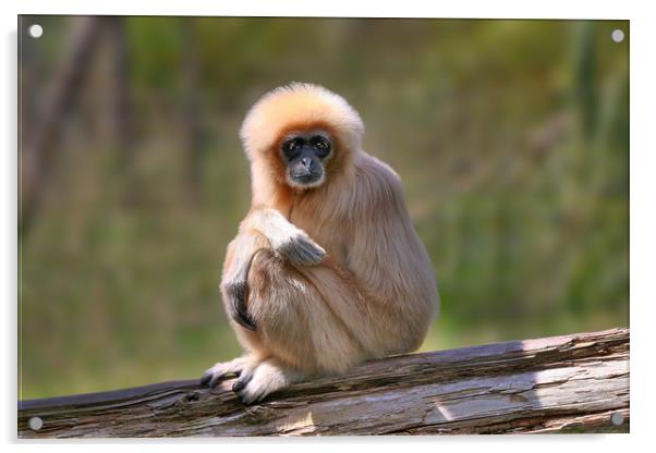 Majestic White Handed Gibbon Acrylic by Simon Marlow